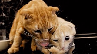 初めてささみを食べる先住猫の隣でケモノ化する子猫がヤバすぎる...