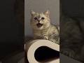 チャムチャム…ア”!…グルグルグル…っていう猫