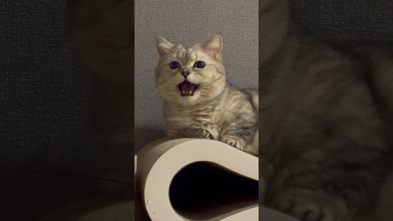 チャムチャム…ア”!…グルグルグル…っていう猫