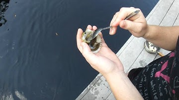 Best Way to Clean Bay Scallops