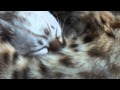 Kisangani Bengal Kittens -  Bella and Daughter - so much love の動画、YouTube動画。