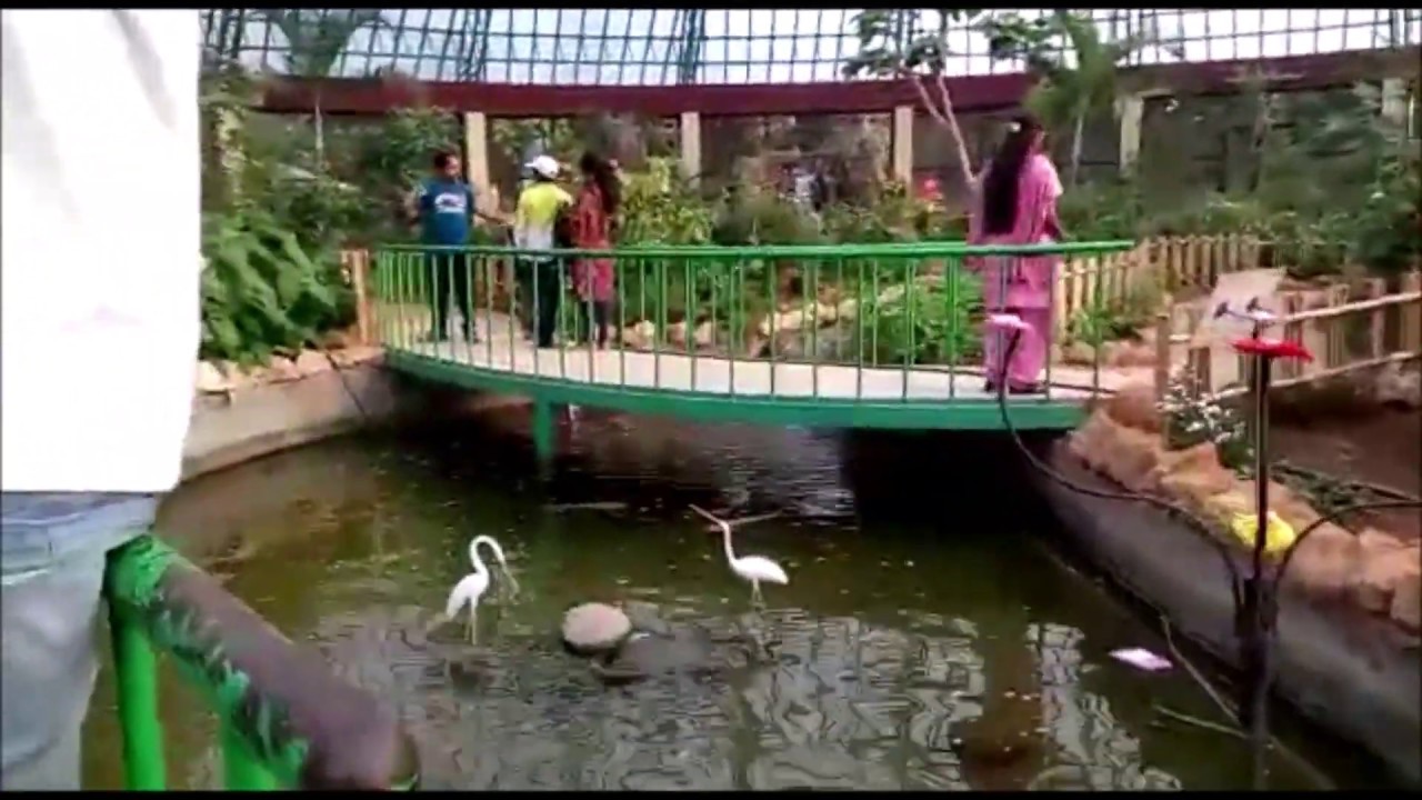 Bangalore Bannerghatta National Park Butterfly House YouTube