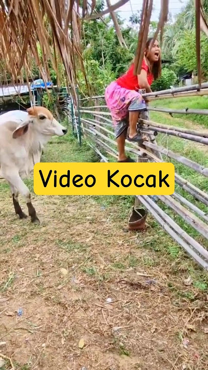 Video Kocak || Diseruduk Sapi || Hilarious Video || Gored by a Cow || Hitting a Pole #fyp #funny