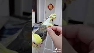 Download Lagu Happy birdy MP3 Download Lagu Happy birdy MP3