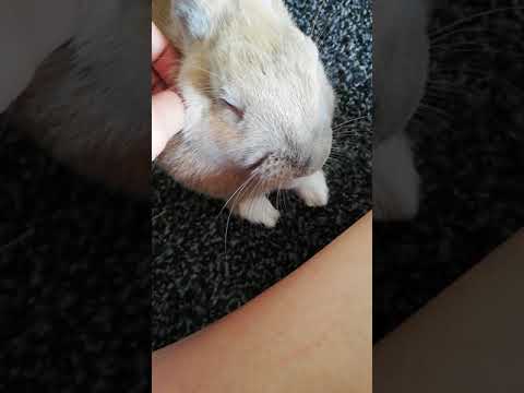 Video: Prečo môj králik bezdôvodne dupe?