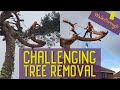 Tree surgeon removes gnarly pine tree | Rigging and tree climbing | Narrated