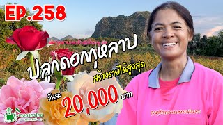 ปลูกกุหลาบ ขายได้วันเป็นหมื่น สร้างรายได้สูงสุด 20,000 บาท/วัน l เกษตรกรไทย สร้างรายได้ Ep258