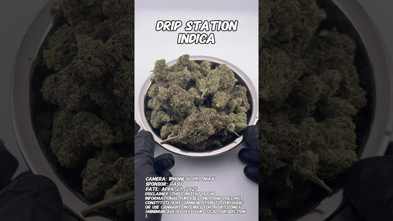 Drip Station | Gasu Sponsored | Strain Spotlight