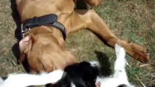 Vizsa Jasper gets kissed Good Morning