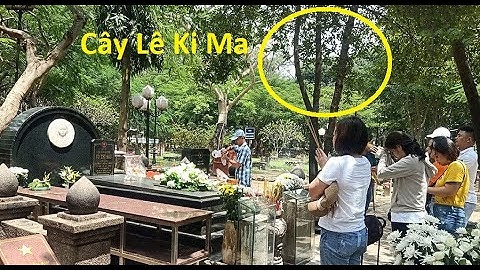 Mùa hoa lê ki ma nở là mùa nào năm 2024