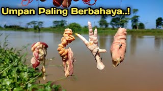 Nyawa Taruhanya..!! Pemancing Jangan Pakai Umpan ini Sangat Berbahaya..!!