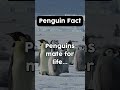Penguin fact! #penguin #penguinfacts