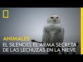 El silencio, el arma secreta de las lechuzas en la nieve | NATIONAL GEOGRAPHIC ESPAÑA