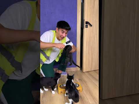 I love you cats ❤️😱