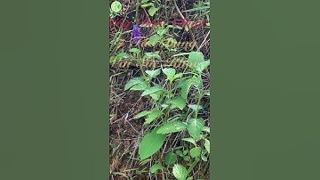 Cây Đuôi Chuột: 7 Tác Dụng Với Sức Khoẻ #loisongxanh #thiennhientuoidep