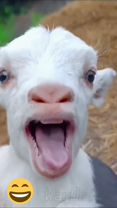Anak Kambing suara bocil
