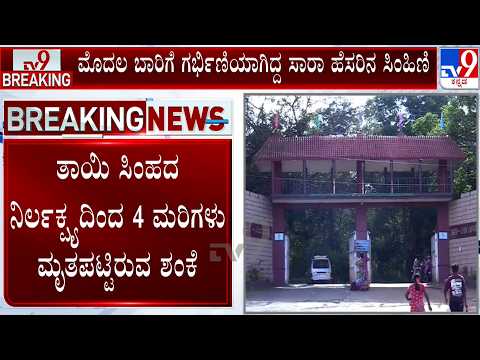 Four Asiatic Lion Cubs Die In Shivamogga Zoo: ಸಾರಾ ಹೆಸರಿನ ಸಿಂಹ ಜನ್ಮ ನೀಡಿದ್ದ 4 ಮರಿಗಳ ಸಾವು