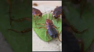 Cockroach Learn insects