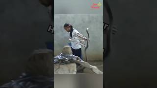 Download Lagu Ketika Cobra gak ada harga dirinya MP3