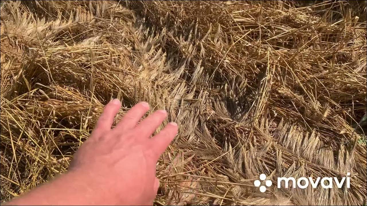 Когда убирать озимый на урале в 2025. Ячмень луран. эспада озимый ячмень. подмёрзли озимый ячмень.