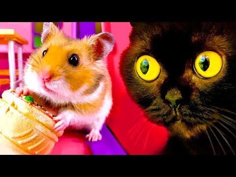 funny-video-little-hamster-vs-big-black-cat---the-great-escape!