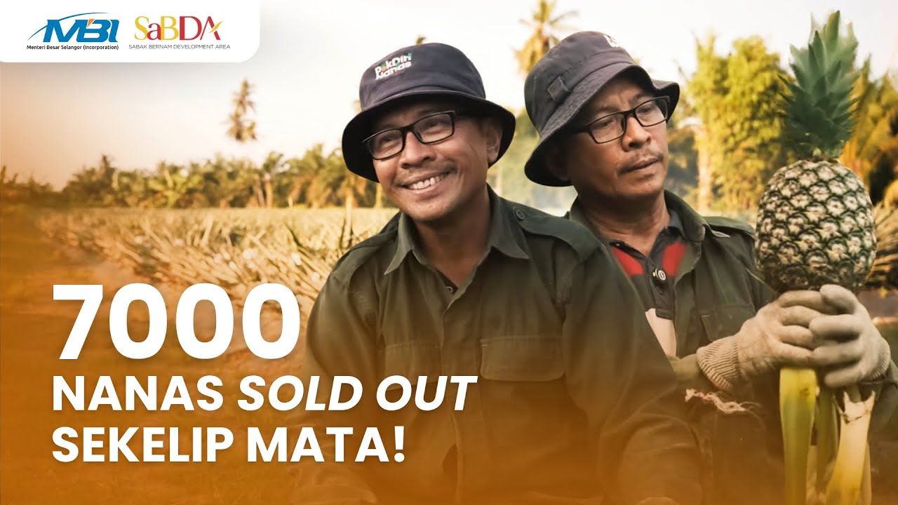 Pak Din Pengusaha Nanas Berjaya Di Sabak Bernam⚡️