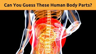 How Well Do You Know Your Body? Take the Human Body Quiz!