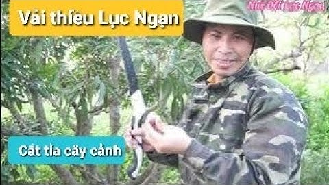 Cách Tỉa Cành Vải Thiều Lục Ngạn Sau Thu Hoạch I Núi Đồi Lục Ngạn