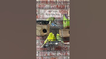 #سورة_الكهف #قران_كريم #المصحف #المعيقلي #العراق #مصر #اكسبلور #طيور #kuranıkerim #birds #budgies