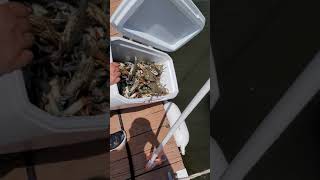 Barnegat bay crabbing. we release all females #crab #crabbingnj #jerseyshore #jerseyshorelocal