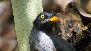 Calls Of A Jungle Myna In My Backyard