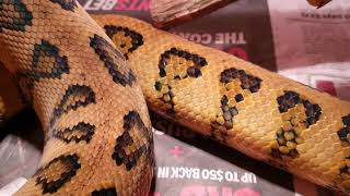 Jungle jag carpet python fresh shed