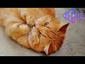 Мяуканье кошек. Мяукающие кошки и коты. 7 самых популярных звуков.