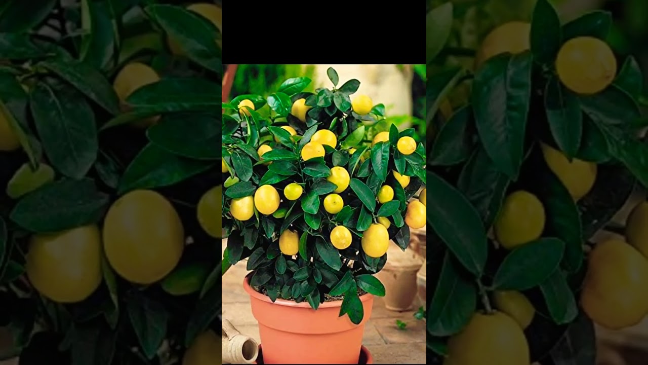 Top best 3 Lemon 🍋 bonsai 