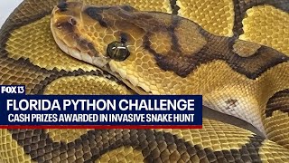 Florida Python Challenge begins