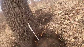 HOW TO TURN A LUMBER WALNUT TREE INTO A VENEER TREE