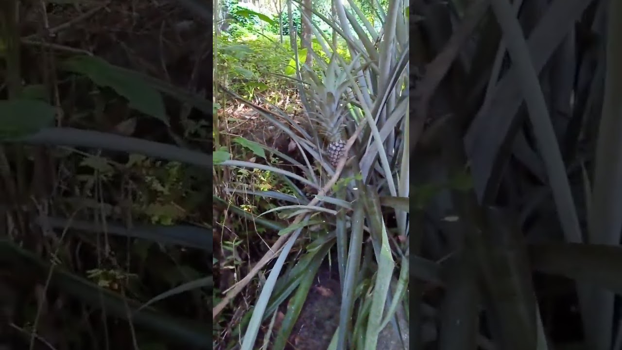 കാട്ടിലെ കൈത കൈതച്ചക്ക natural pineapple plants pineapple YouTube