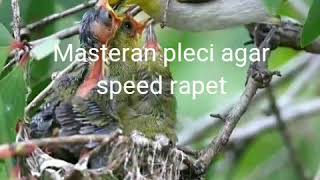 Masteran pleci agar speed rapet