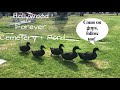 Cute Ducks Playing Follow the Leader (Plus Swans, Geese, and Relaxing Pond Ambiance)