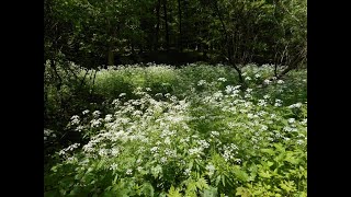 Seseli Tortuosum Anthriscus Sylvestris Anthriscus Nitidus Angelica Sylvestris Aethusa Cynapium