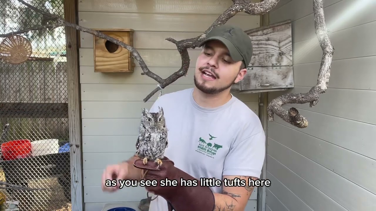 Eastern Screech Owl -Meet Luna