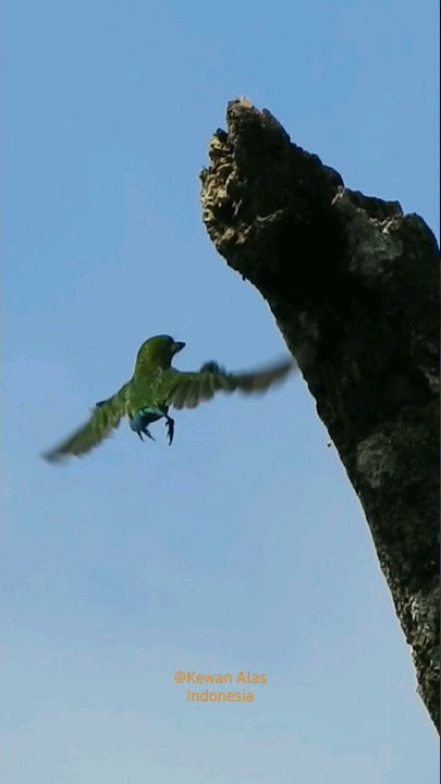 Burung Takur Tenggeret Membuat Sarang