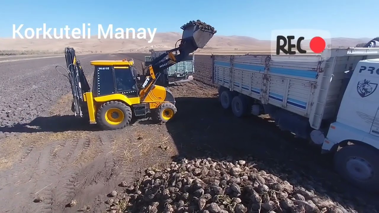 ŞEKER PANCARI HASAT DÖNEMİ