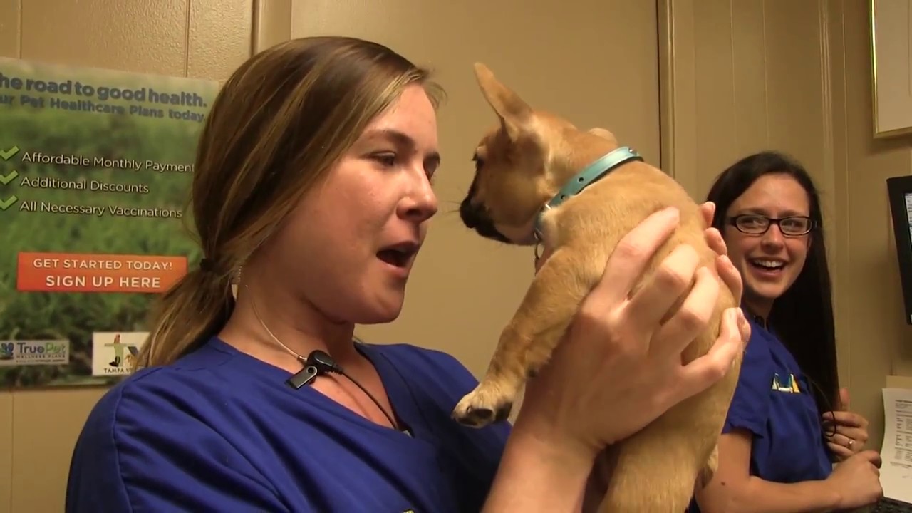 What guests of Tampa Veterinary Hospital are saying about us! YouTube