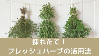 【祥子のワンポイントレッスンーフレッシュハーブの活用法】