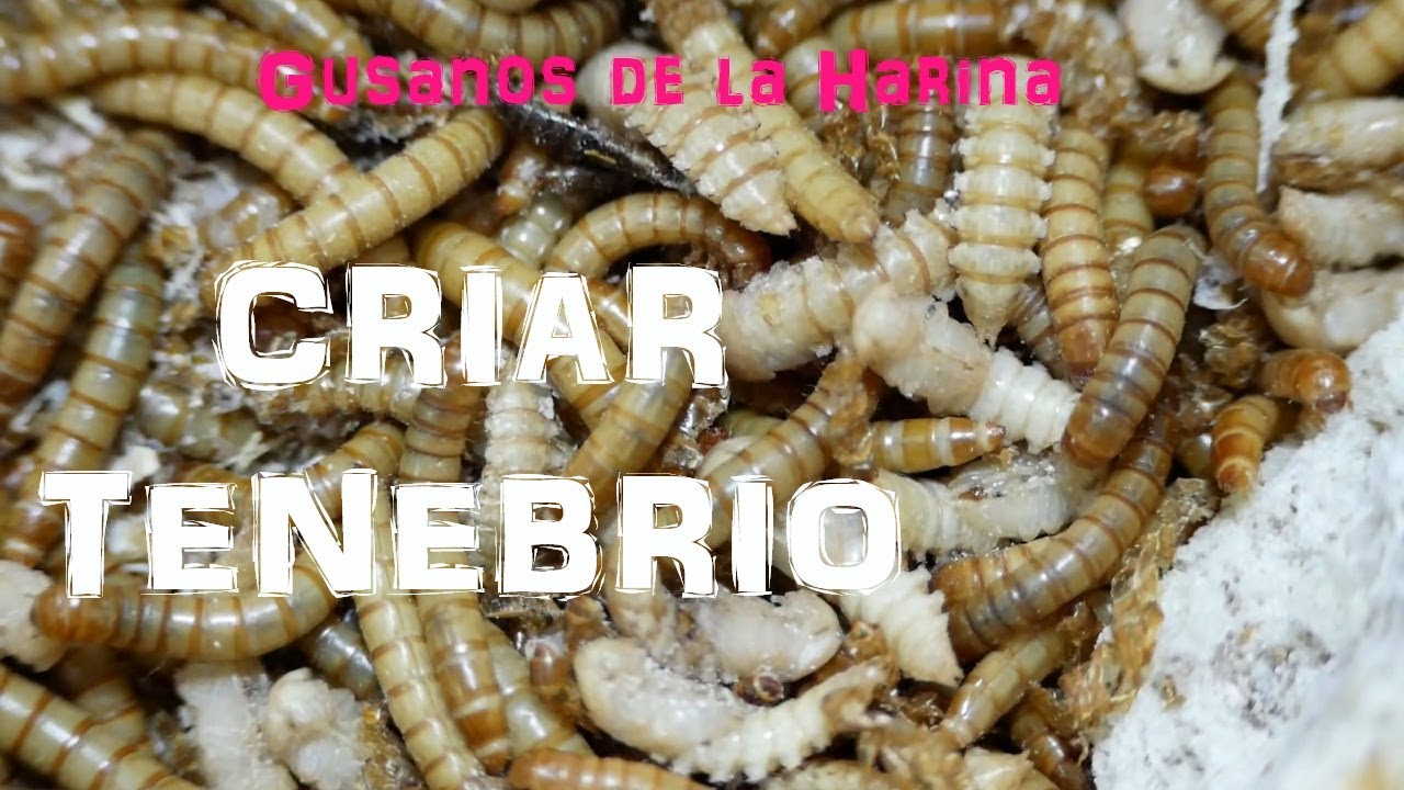 Como CRIAR GUSANOS - Tenebrio (Gusano de la Harina)