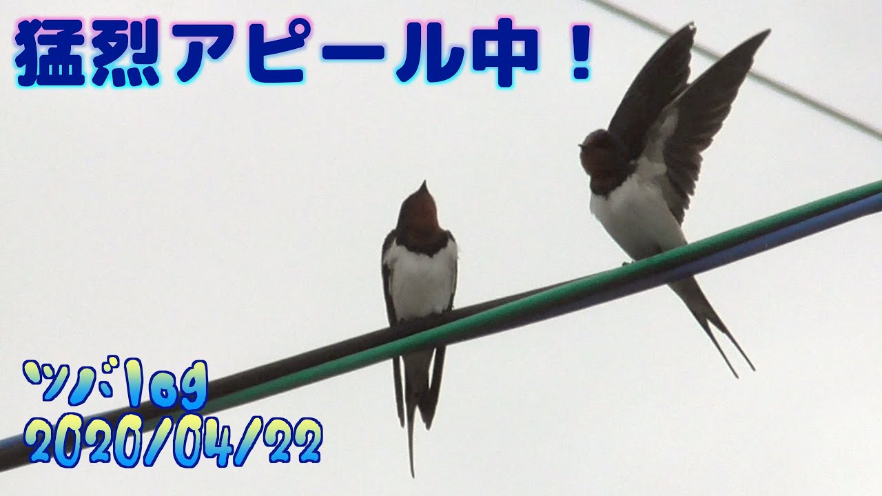 ツバメの求愛行動 とあるツバメさんの場合 2020 04 22 Youtube