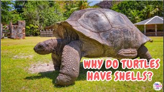 Why Do Turtles Have Shells? | Fun Animal for Kids | Todler Learning Wealth