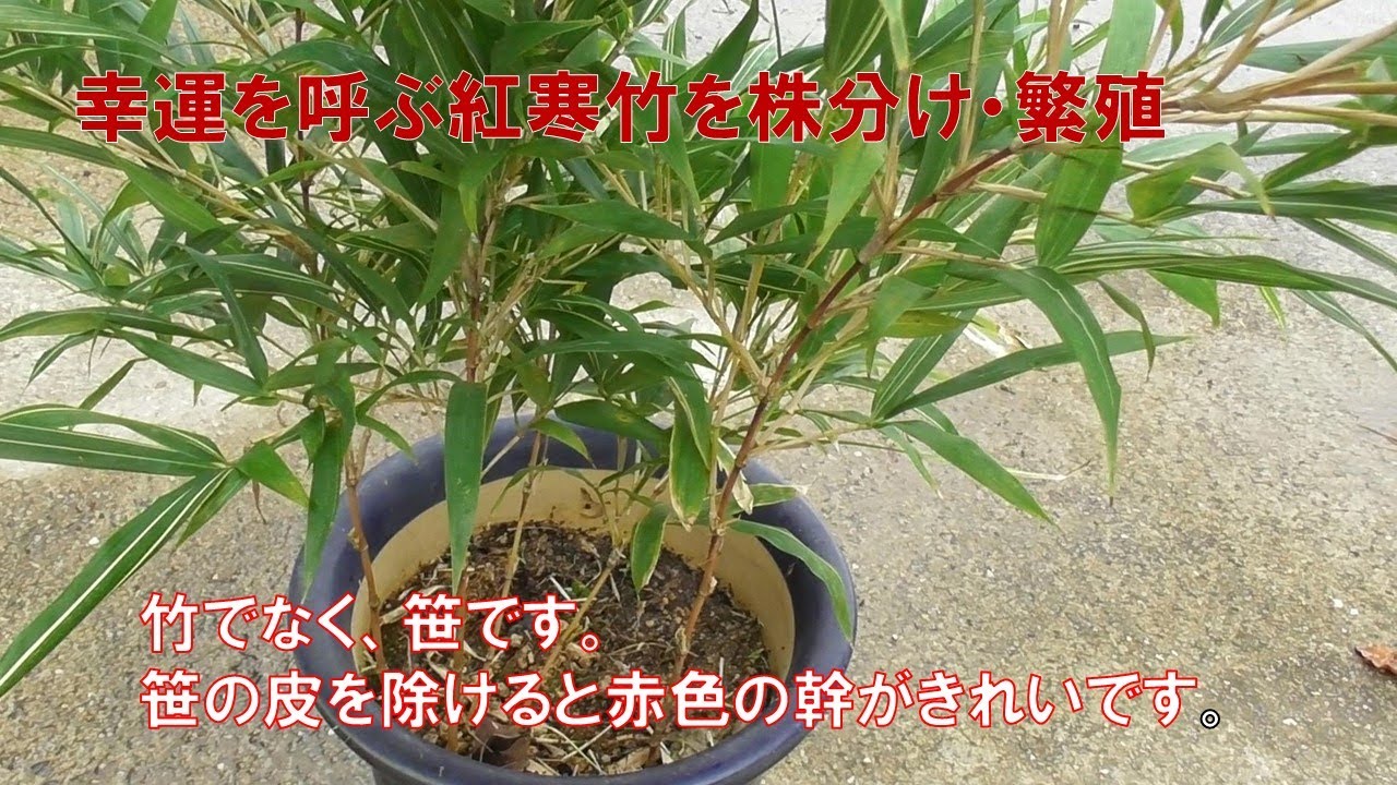 紅寒竹(朱竹）は、竹類の中の笹で、縁起のよいものです。鉢植え
