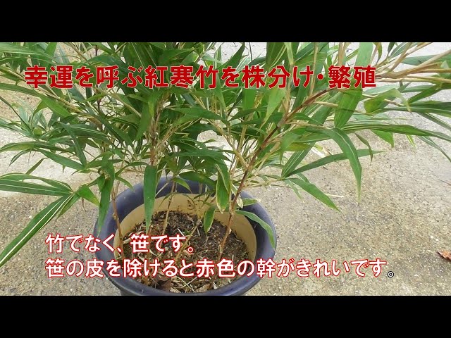紅寒竹(朱竹）は、竹類の中の笹で、縁起のよいものです。鉢植えで
